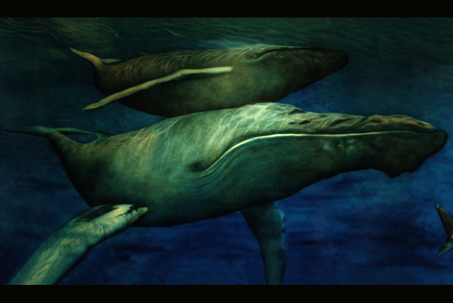 Whales Alone
