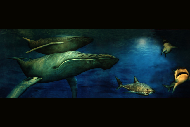Whales 1